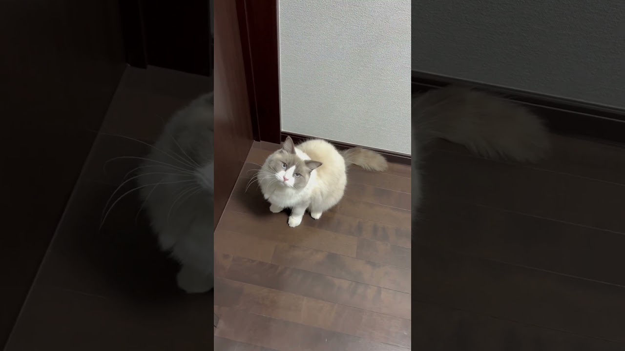 ドア開けてくれー🚪#shorts#Ragdoll#ラグドール#cat