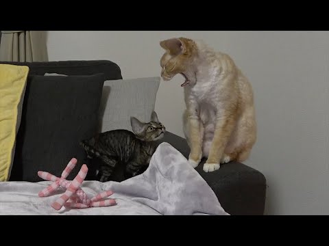 元気なデボン猫弟と眠そうなデボン猫兄