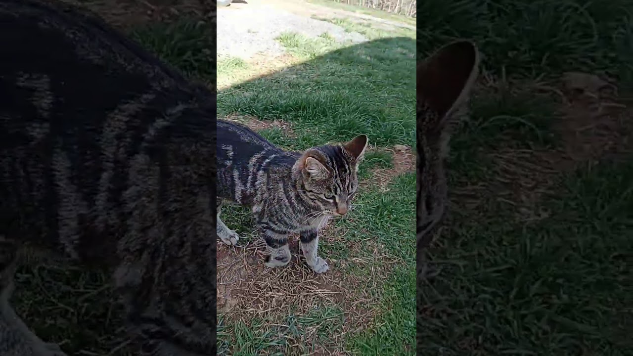 Wild Manx !! #WildCats #CutestestCats #Manx