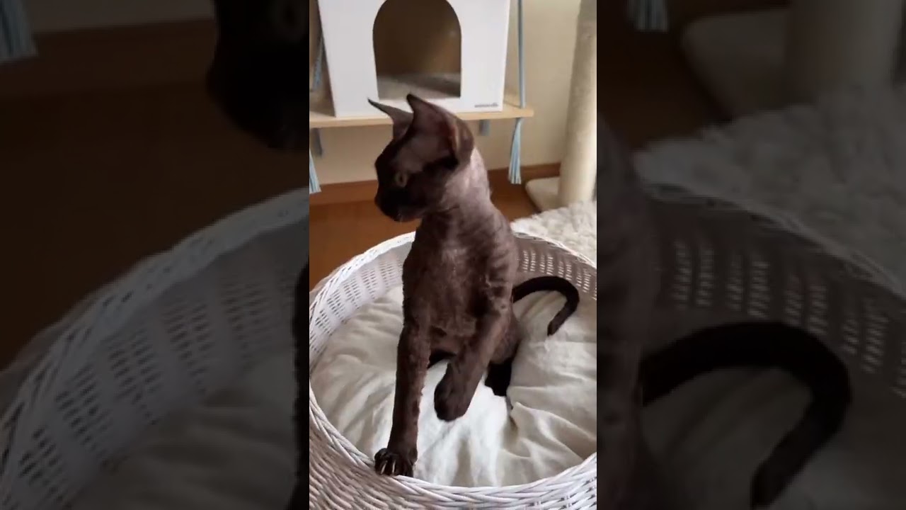 デボンレックス  チョコレート　男の子