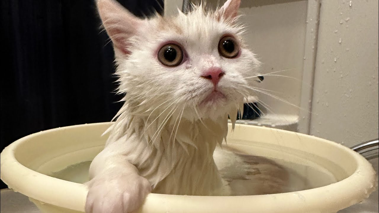 子猫をお風呂に入れたら予想外の反応でした…！