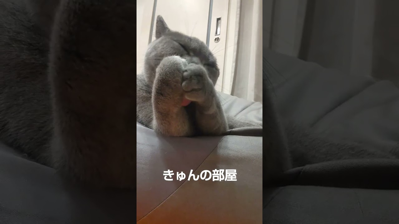 お手入れ#ブリティッシュショートヘア #猫 #shorts