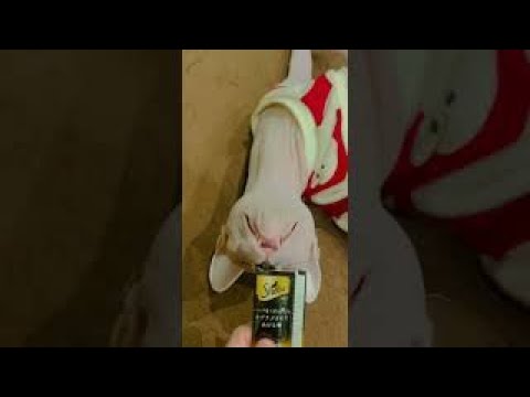ゴロゴロしてるほたて猫をしゃっきりさせる方法【スフィンクス猫】