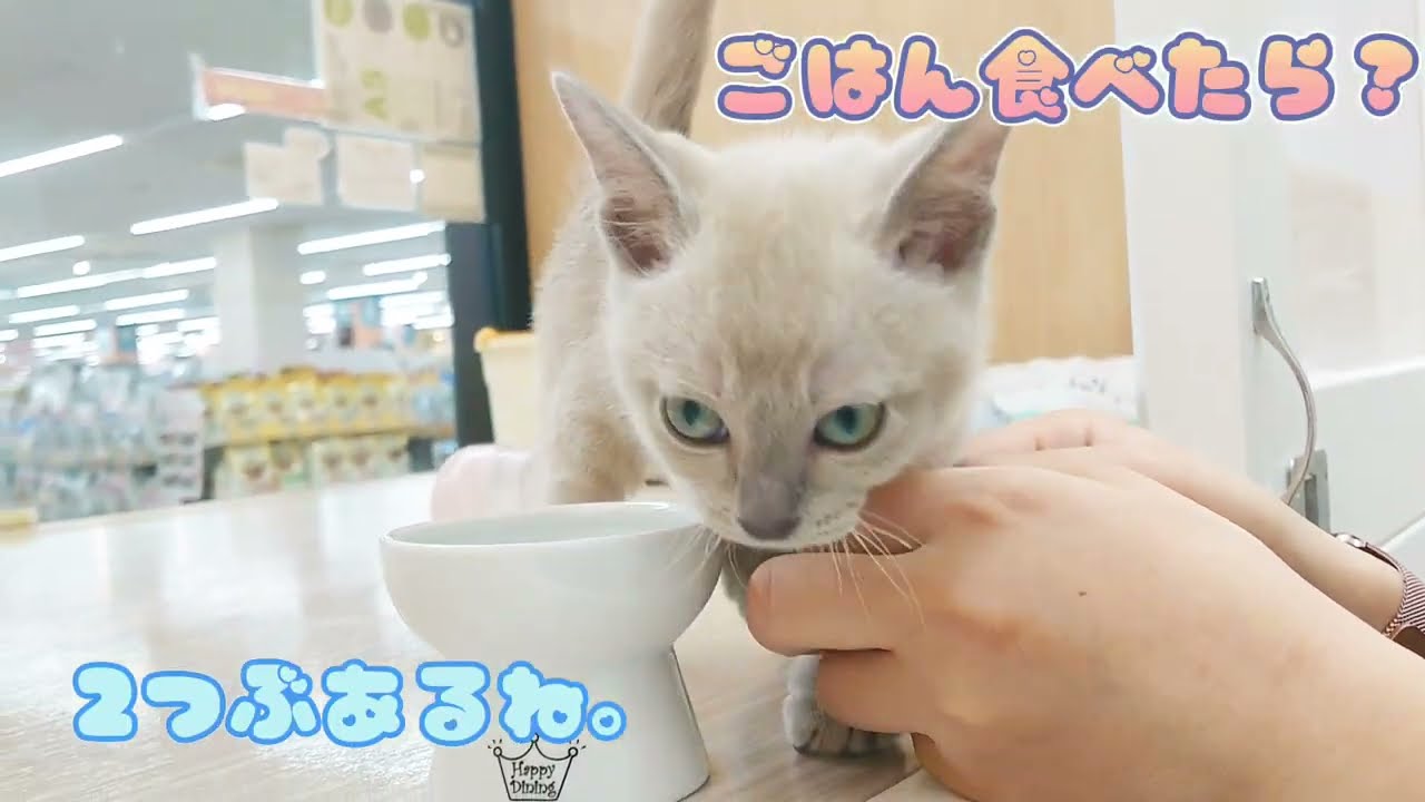 【トンキニーズ】ようこそ高井戸店へ