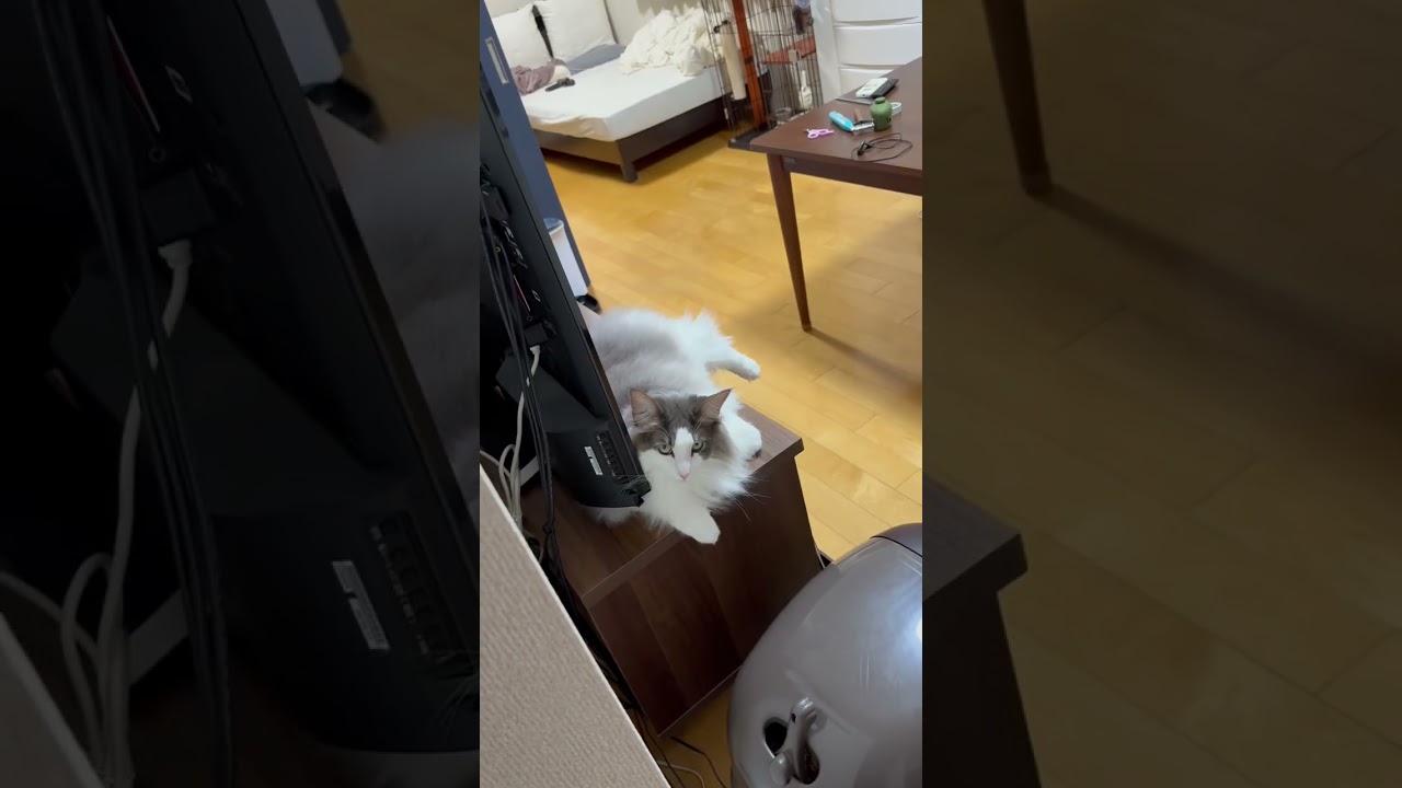 だるまさんが転んだがしたかったのに…【メインクーン】#shorts