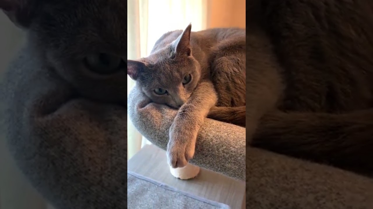 【ロシアンブルー】よく分からないけど急に許してくれる猫 #Shorts
