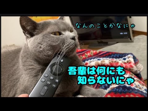 はぎも家あるある探しもの #猫 #ブリティッシュショートヘア #catvideos