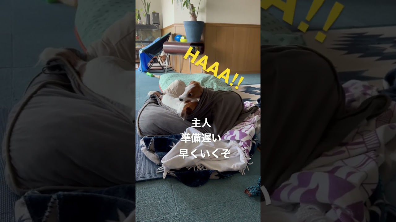 【替え歌】スフィンクス　#shorts#dogs #替え歌#TikTok#わんこ