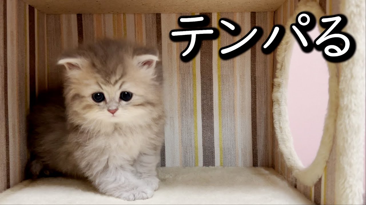 【ペルシャの子猫】キャットタワーでテンパる子猫達な件 ∼猫のいる生活Vol.645∼ 出産動画 マンチカン短足・ミヌエット・ペルシャ猫専門ブリーダー『ペット蔵人』【子猫の成長記録】