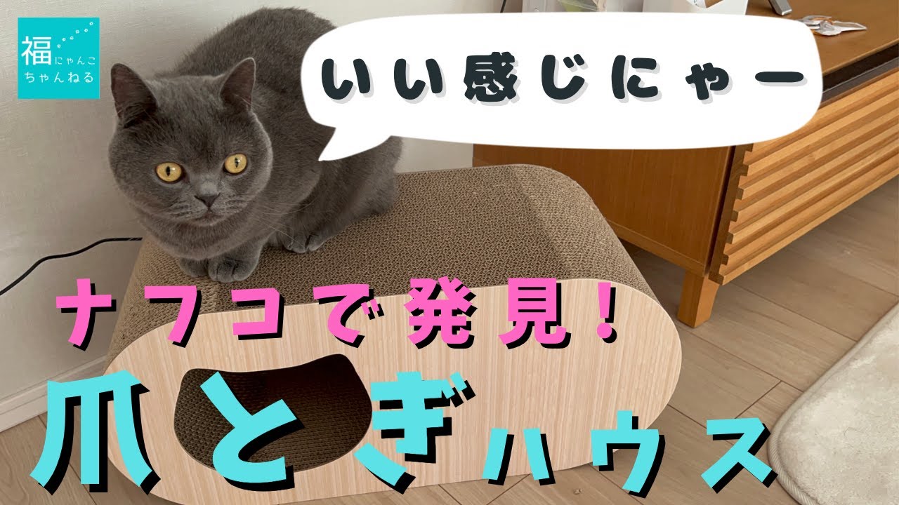 【ブリティッシュショートヘア】神コスパ！ナフコで買った爪とぎハウスを見た猫の反応がこちらです