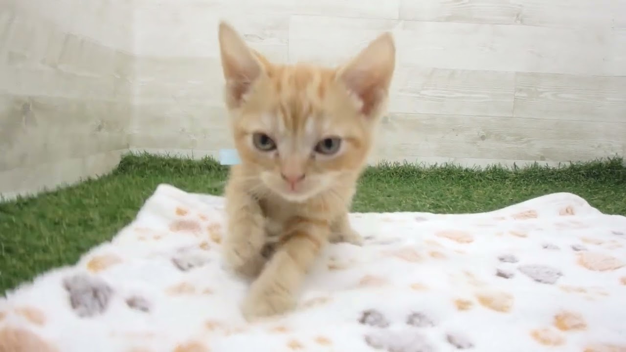 00622406 アメリカンショートヘアー