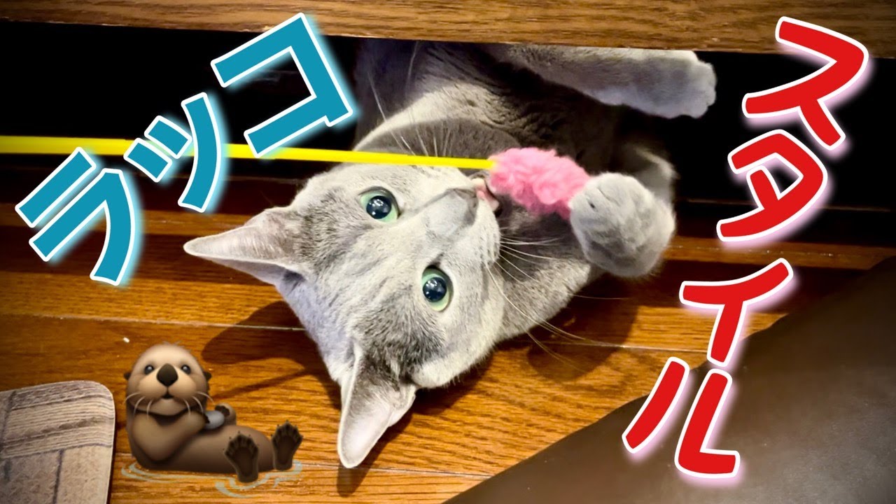 ロシアンブルー | 猫を見ていると気づく、その偉大さに [Russian Blue cat Kotetsu] When I observe a cat, I realize his greatness