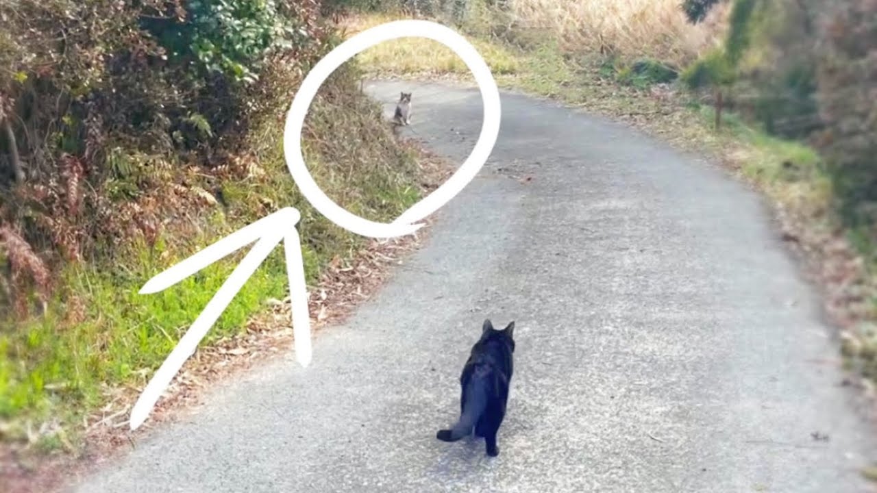 怪しい猫を追いかけろ Captain Ten chases a suspicious cat
