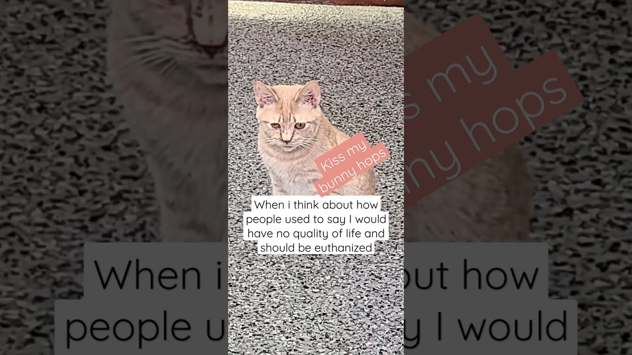 sweet baby SJ | Manx syndrome | sepsis