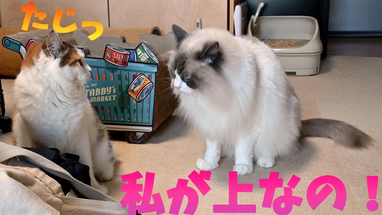 大きく見せて喧嘩を挑むサイベリアンですが、ラグドールの迫力にタジタジ！？寝姿がメインクーンにそっくりです。