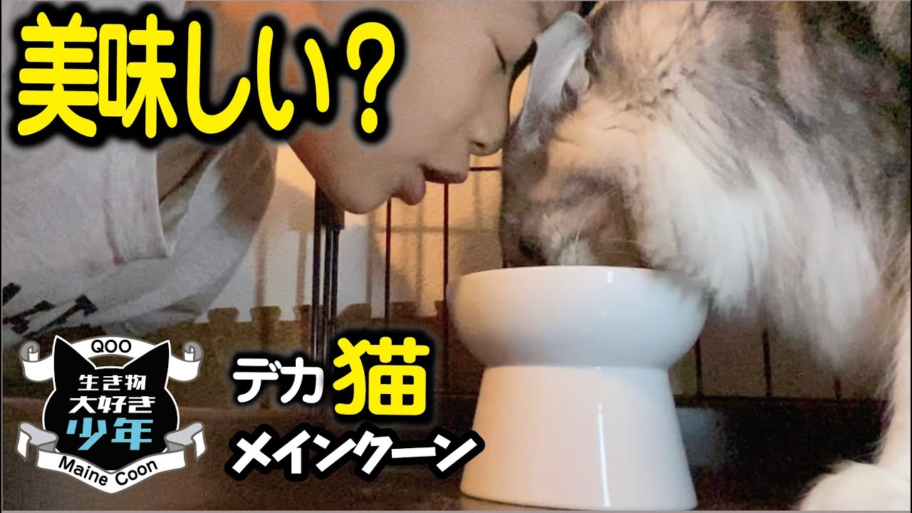 【メインクーン】早くエサが欲しい大型猫。やっと食べられて嬉しいけど…