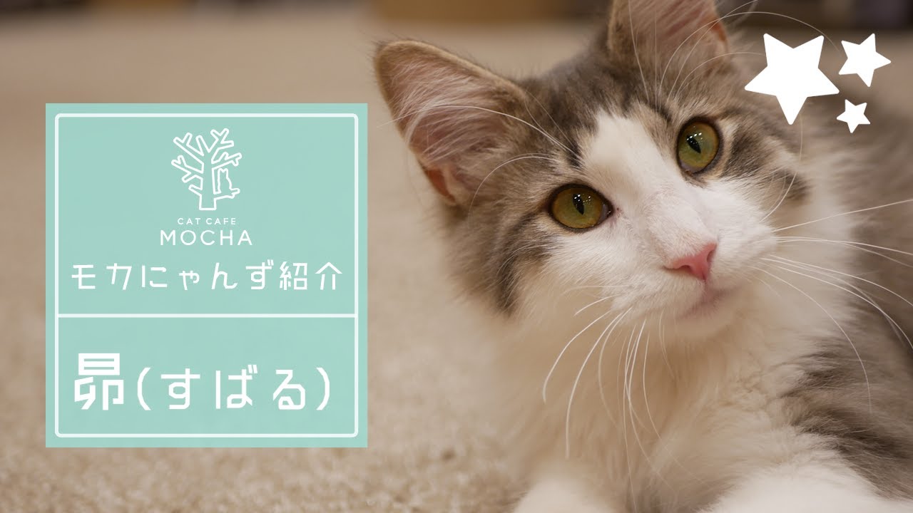 昴（ノルウェージャンフォレストキャット ♂）イオンモール岡山店