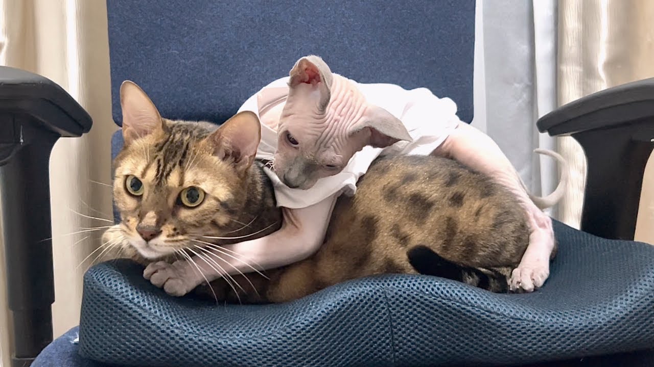 先住猫のお姉ちゃんに構って欲しい子猫【ベンガル/スフィンクス猫】