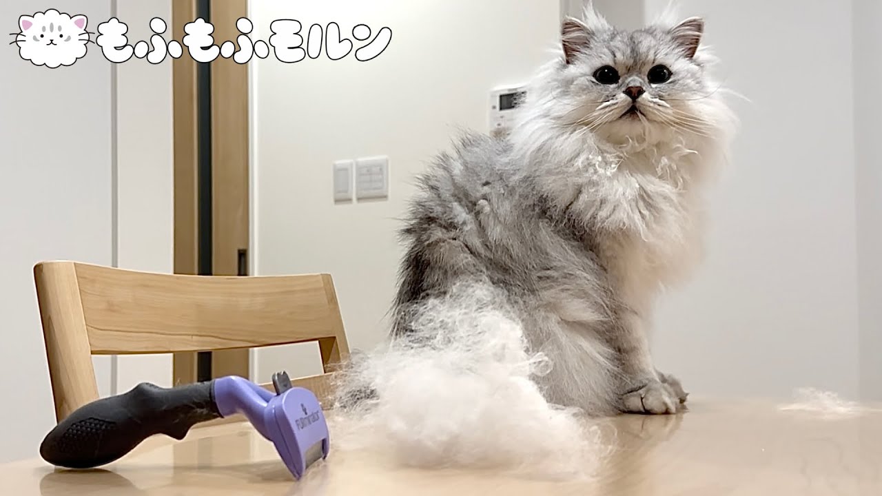 換毛期のもふもふ猫にファーミネーターをしてみると‥ 【サイベリアン】