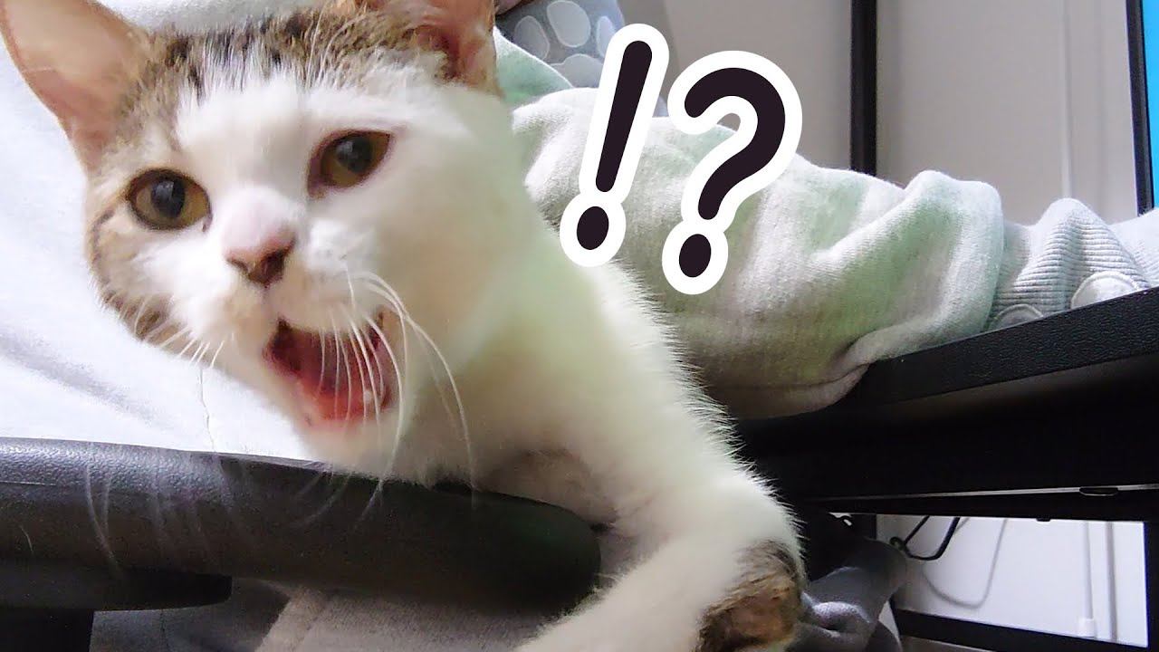 カメラに映る自分の姿に驚いた子猫が取った行動が可愛い過ぎました