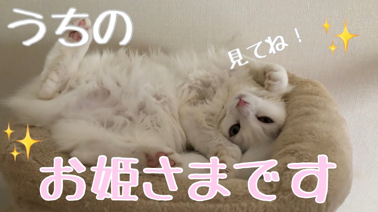 猫たちの性格について【アメリカンカール】【ノルウェージャンフォレストキャット】【猫】