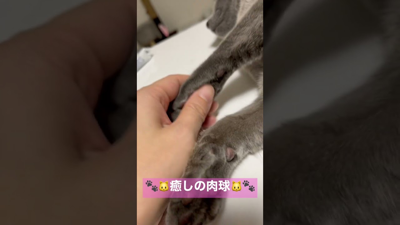 癒し|肉球を嗜むだけの動画#ロシアンブルー #猫 #子猫 #cat #catcute #肉球 #癒し