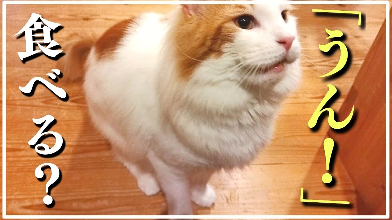 「ご飯食べる？」に 「うん！」って返事をしてくれる大型猫メインクーン My maine coon cat can reply to the owner.
