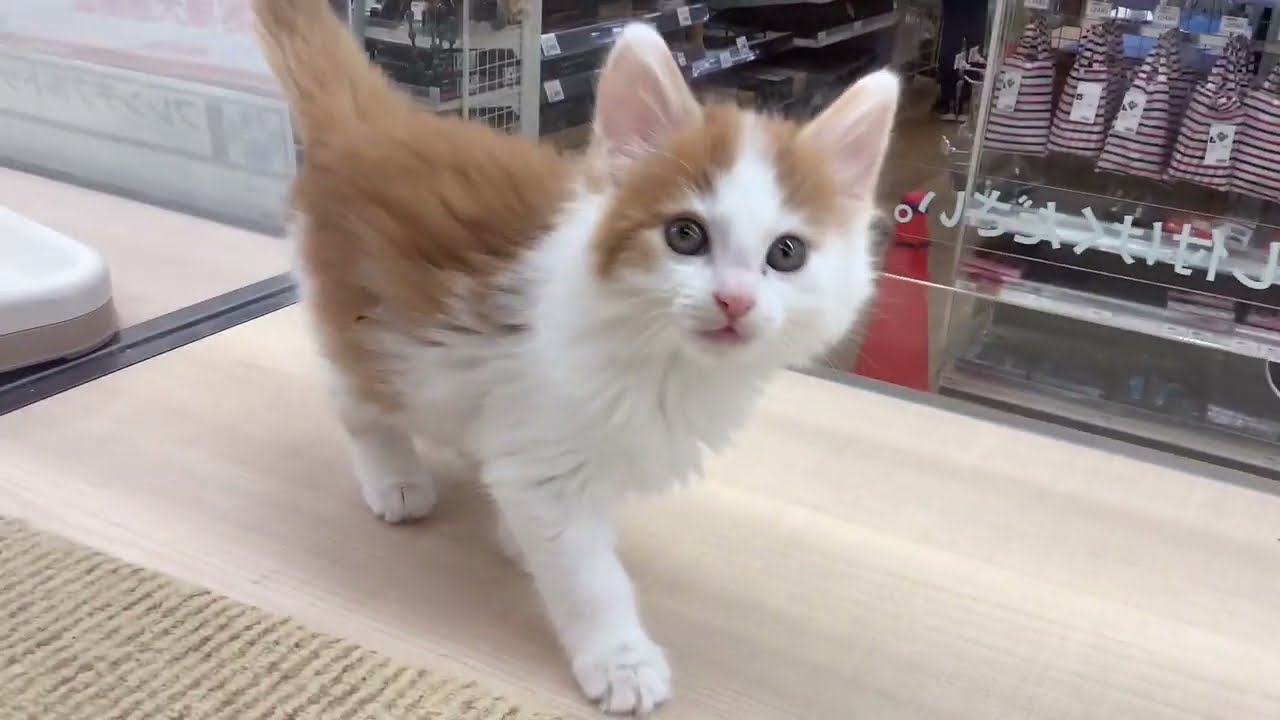 【ノルウェージャンフォレストキャット】じゃれつきベイビー
