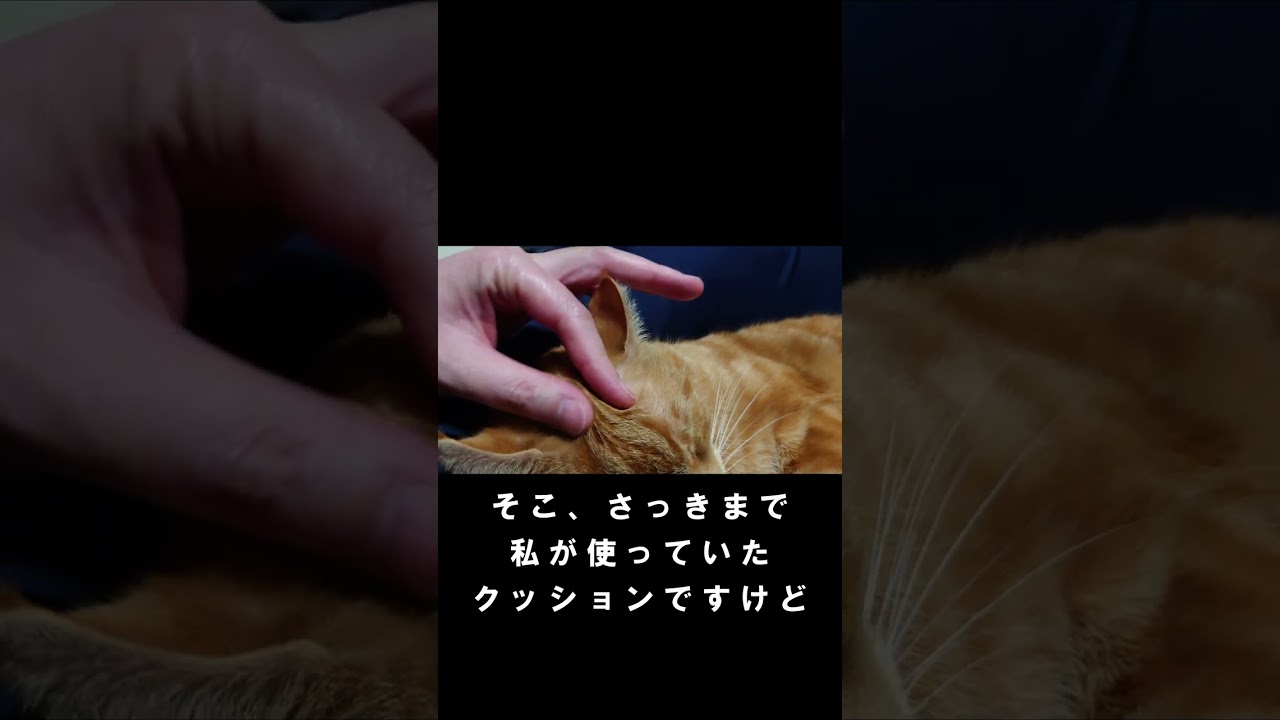 すやすや眠る猫ちゃん　sleeping cat　#cat #猫 #shorts