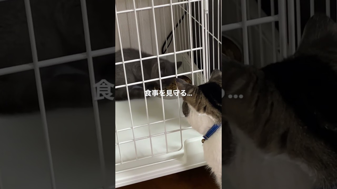 子猫動画　マンチカン猫のラピちゃん　新入りのブリティッシュショートヘア猫のあおくんにツンデレ炸裂