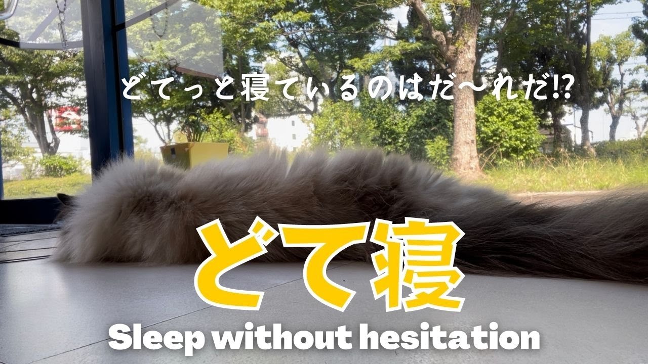 バーマン猫ガブリエル【どて寝】Sleep without hesitation（バーマン猫）Birman/Cat