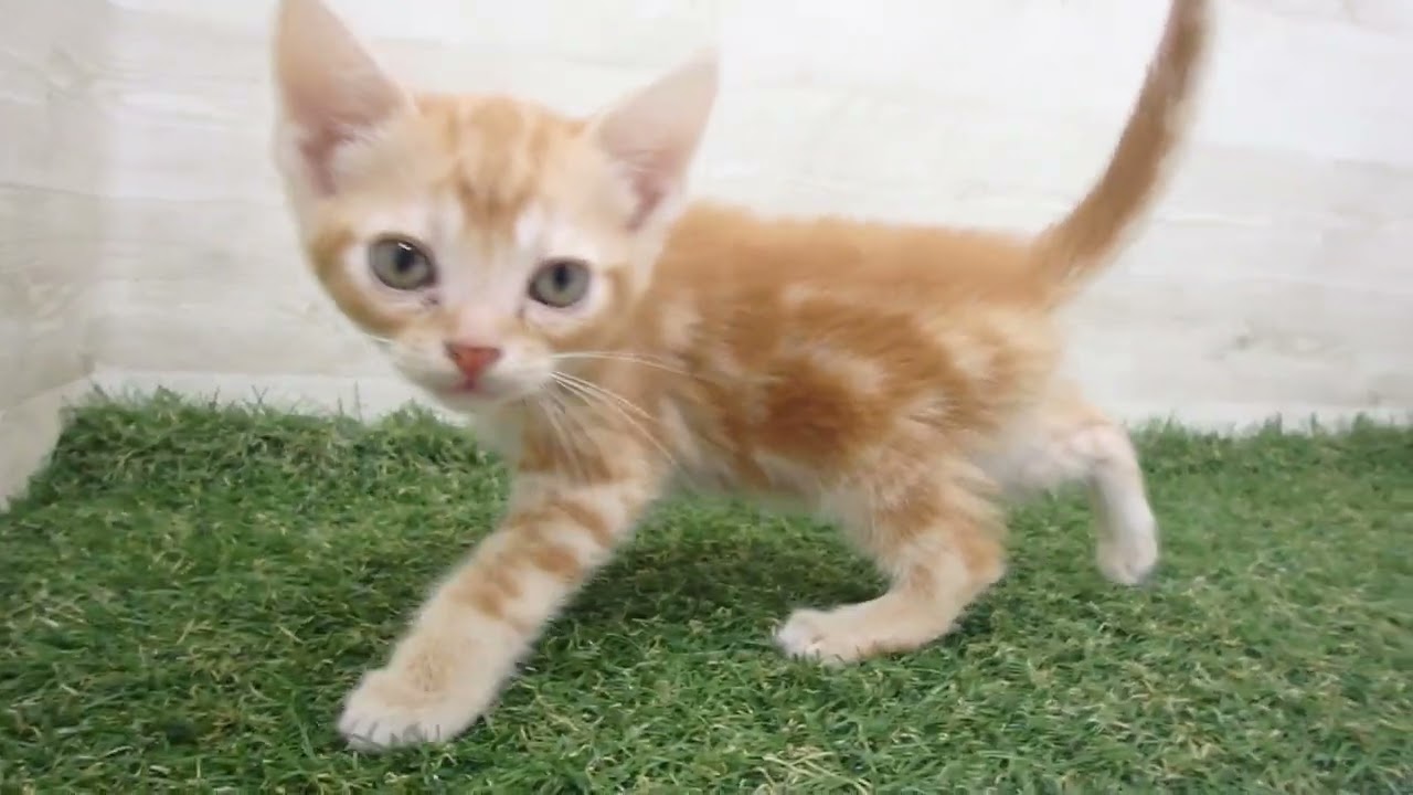 00622409 アメリカンショートヘアー