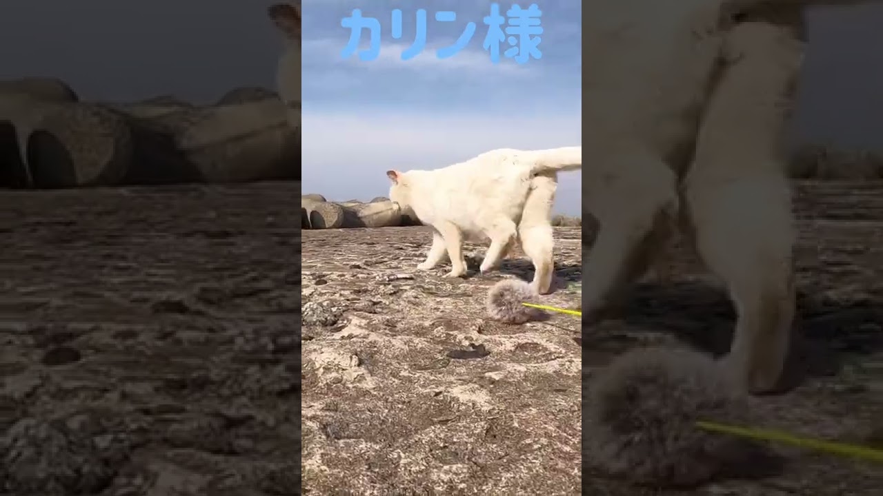 あの凶暴猫のカリン様 爪研ぎからのしっぽブンブン Ferocious cat #shorts