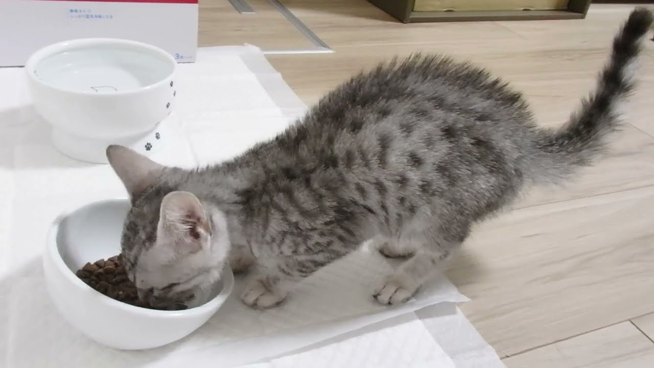 うまにゃっにゃ(=^＞▽＜^=)