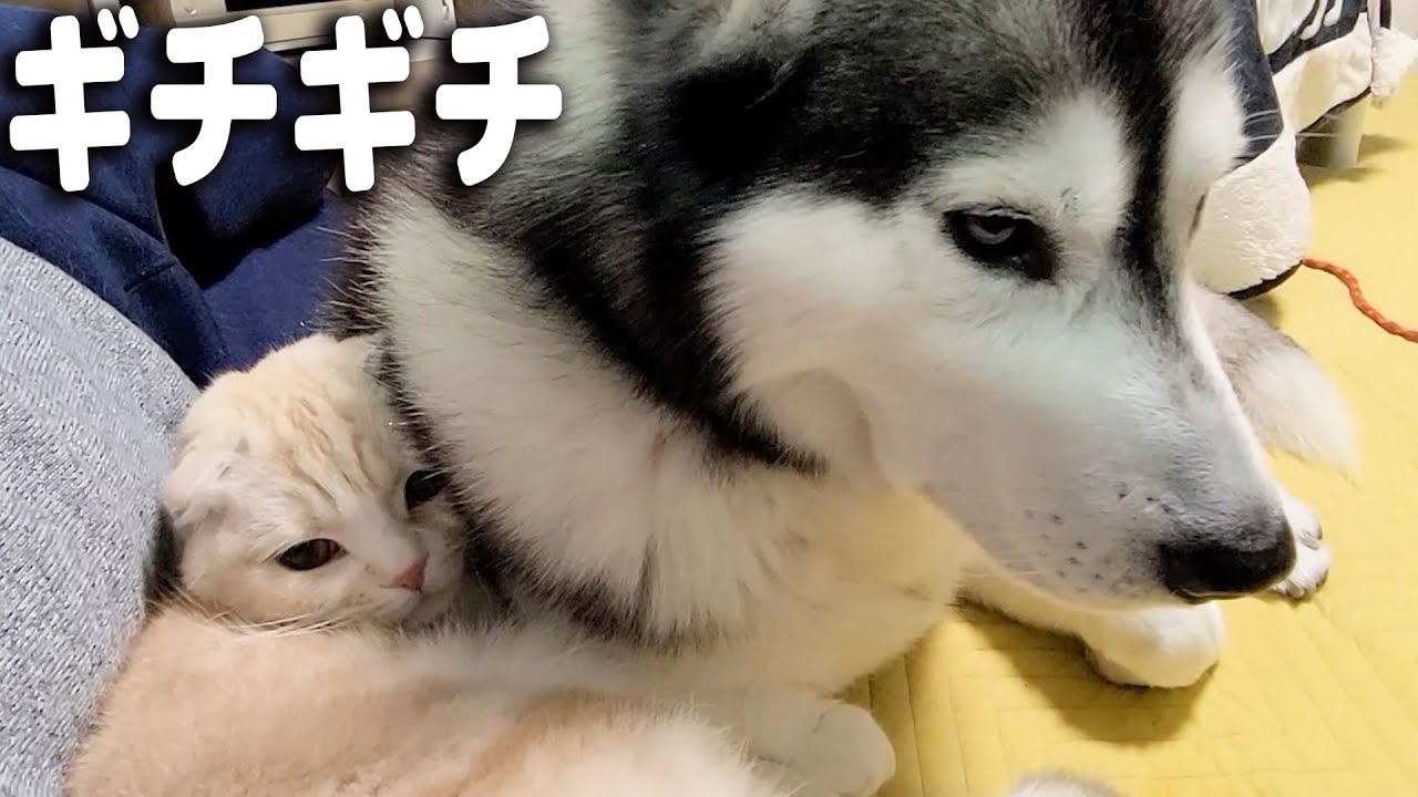 飼い主とハスキー犬の間にすっぽり収まって甘える子猫がかわいい