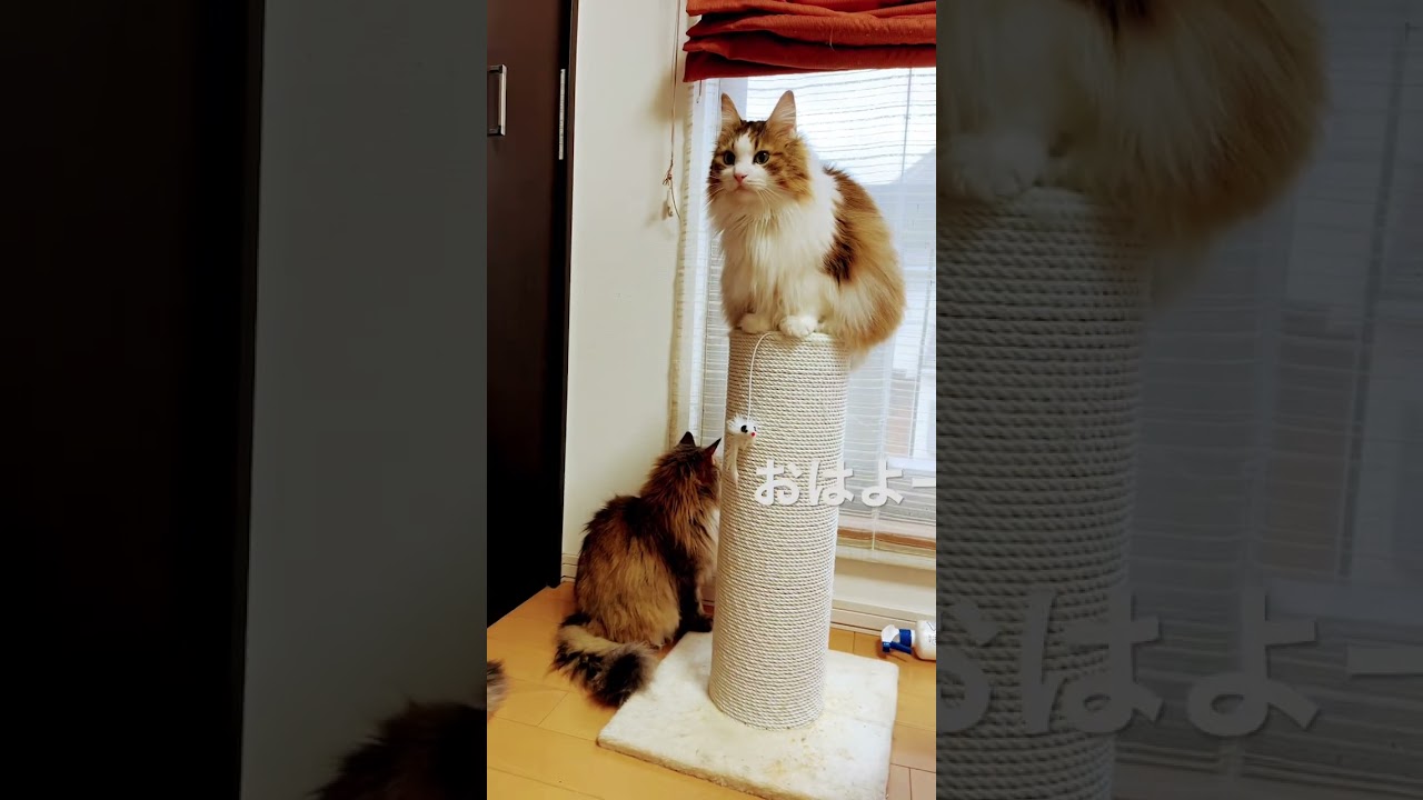 #shorts #cats #cat #ノルウェージャンフォレストキャット #大型猫 #norwegianforest #猫との暮らし #かわいい猫