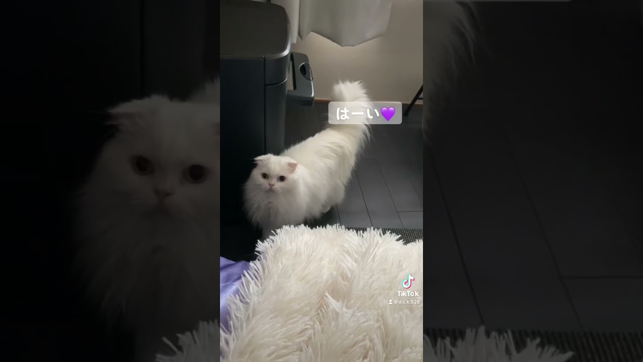 すぐ来たがる💜【スコティッシュフォールド】#shorts #スコティッシュフォールド #猫