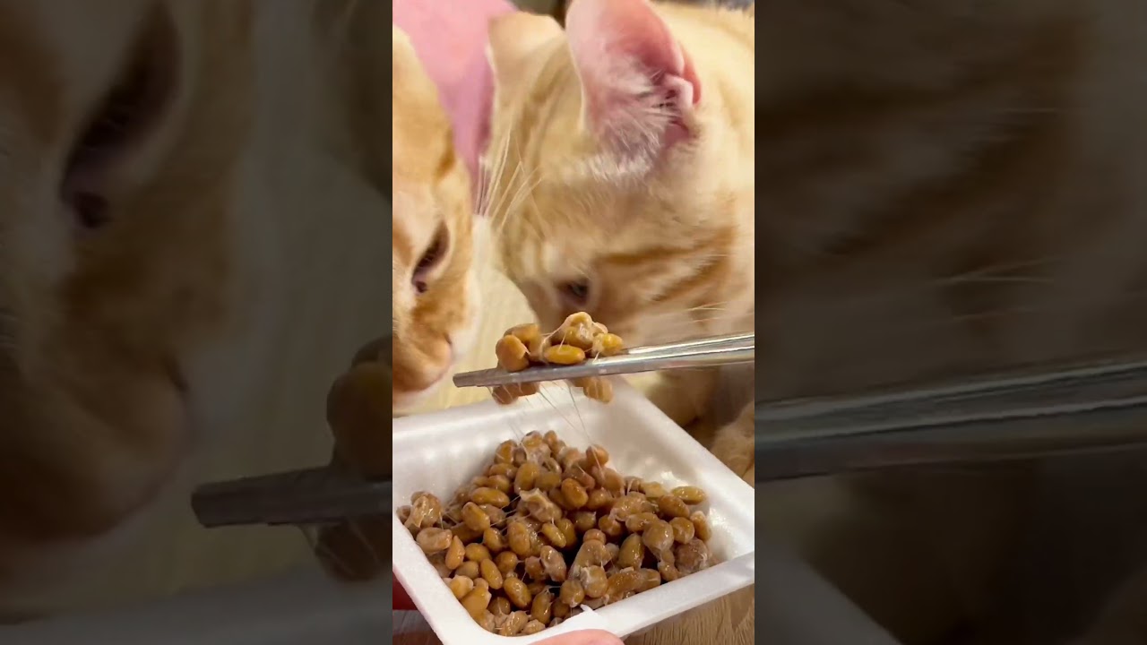 納豆が大好きな子猫たち #shorts