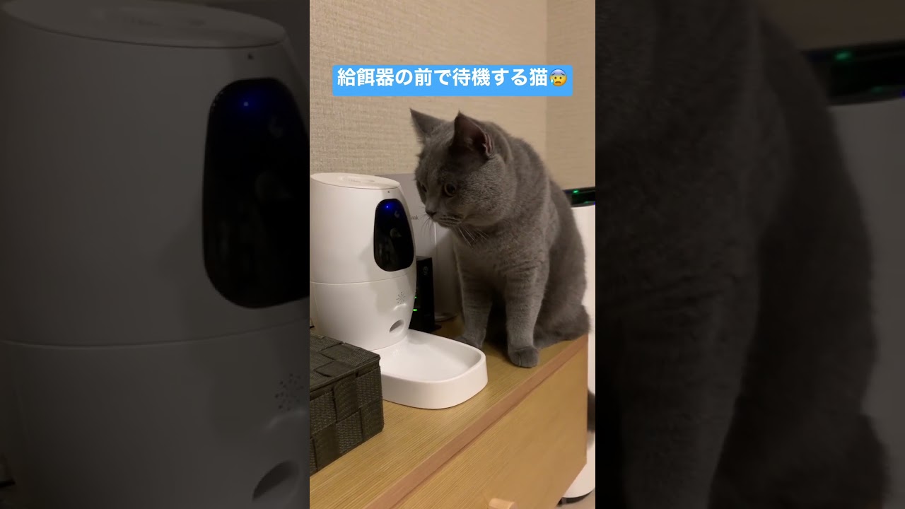 【#shorts】給餌器の前で待機する猫　#ブリティッシュショートヘア #猫 #cats