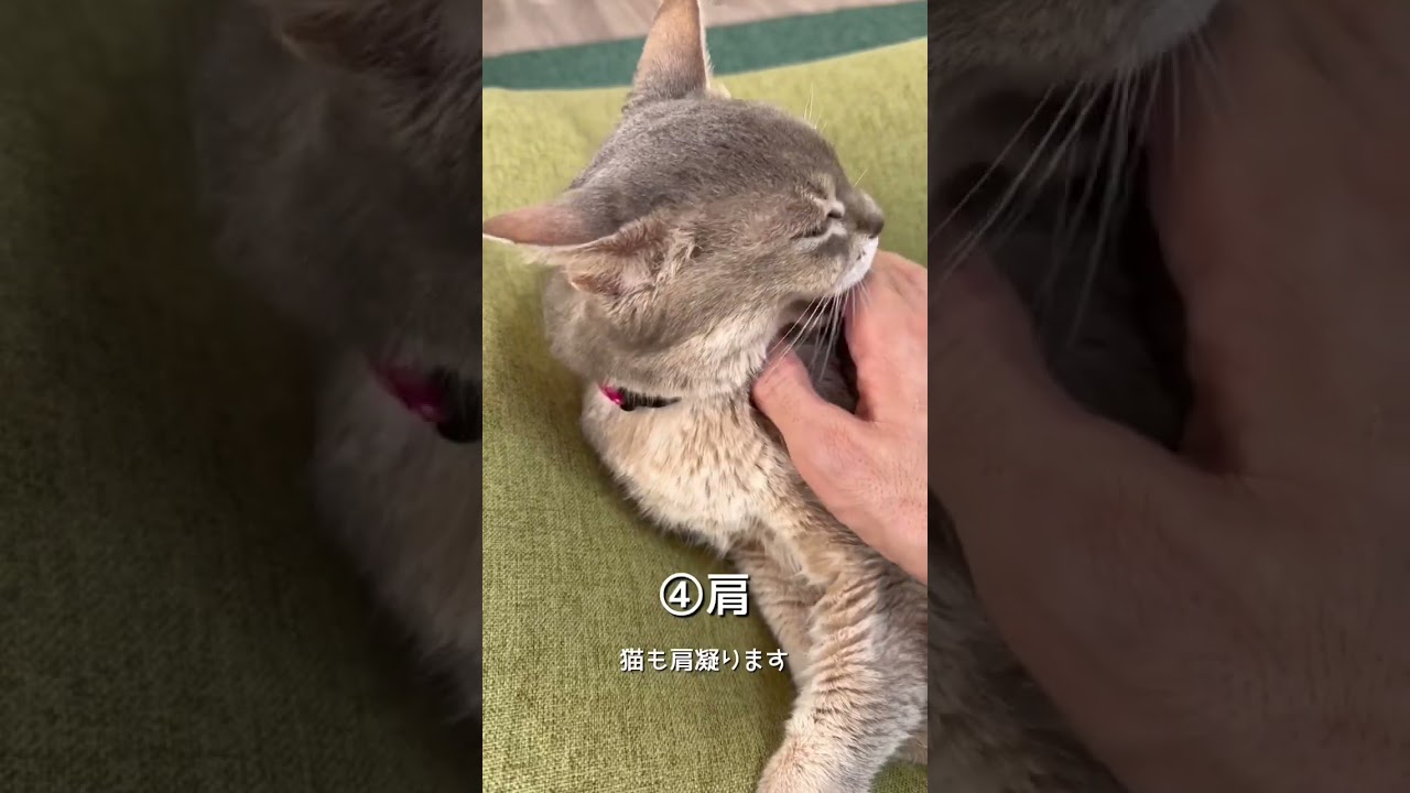 猫が喜ぶマッサージでおもてなし
