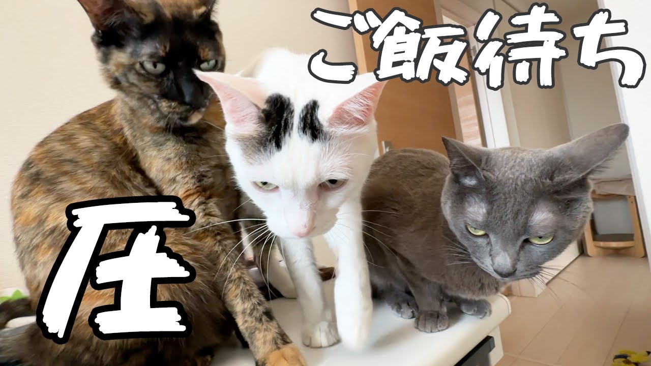 ご飯30分前からの猫たちの圧がすごいです…