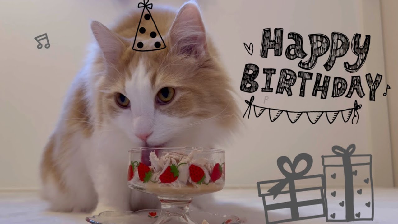 【誕生日】ルク4さいの誕生日🎂✨ささみケーキをプレゼント❤︎ノルウェージャンフォレストキャット