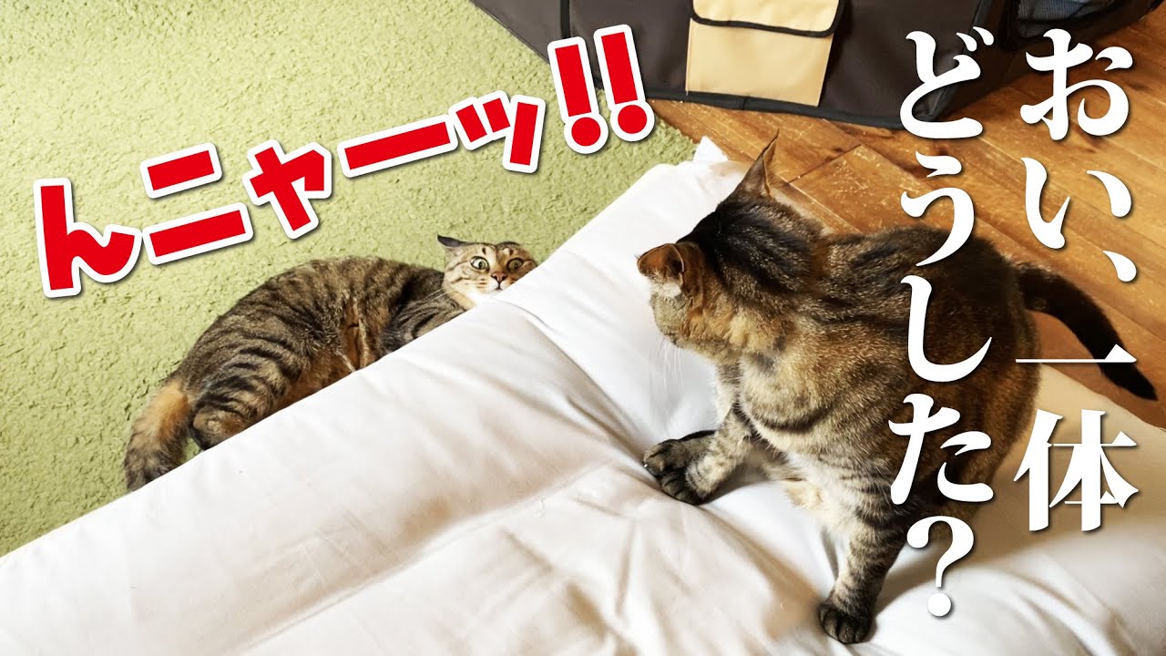 【最後にお知らせも】おい！一体何があった！？