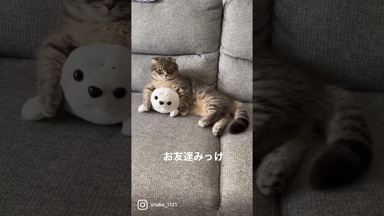 お友達ができた猫がこちら   #マンチカン #短足マンチカン #Shorts