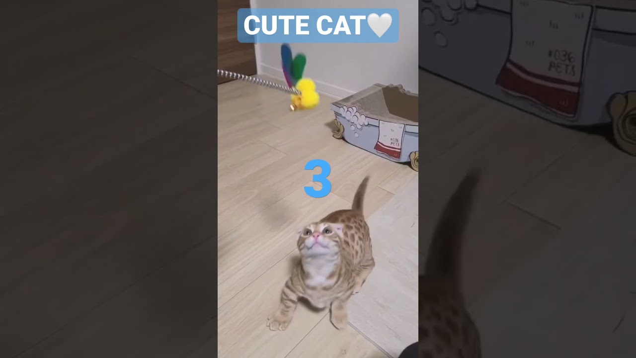 意外と運動神経の良いコモドン🐈 #キンカロー #猫 #子猫 #猫のいる暮らし #cat #catlover #catvideos #고양이 #catlovers #catvideo