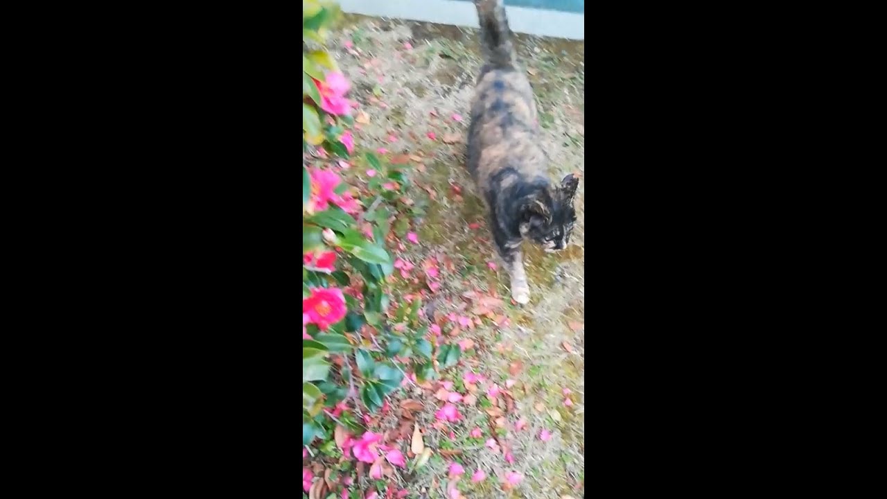 優しいキジトラ野良猫物語07憧れの美女猫 When a brown cat was in love with a tortoiseshell cat #shorts