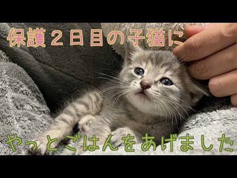 【子猫】保護して２日目の子猫にやっとご飯を食べさせてあげることができました