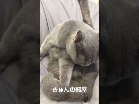 お手入れ#ブリティッシュショートヘア #猫#shorts