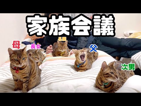 ベンガル猫家族5匹の緊急会議で母猫が説教しています