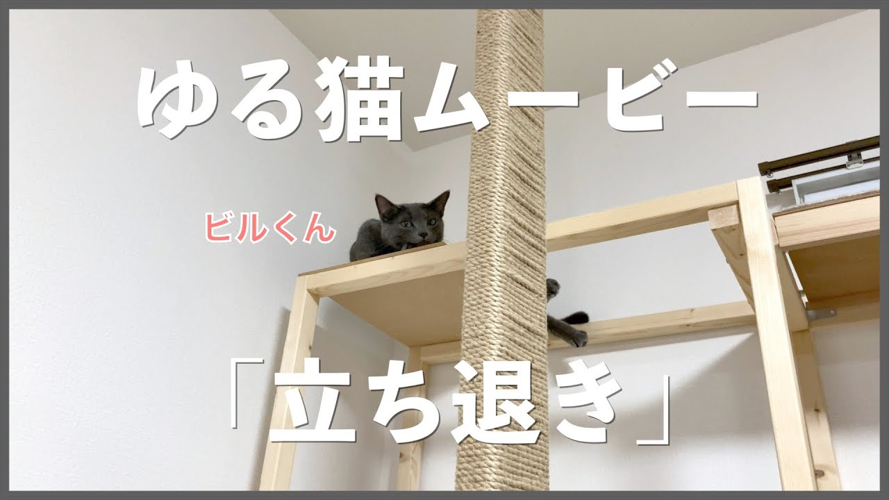 【ゆる猫】ロシアンブルービルくんの立ち退き